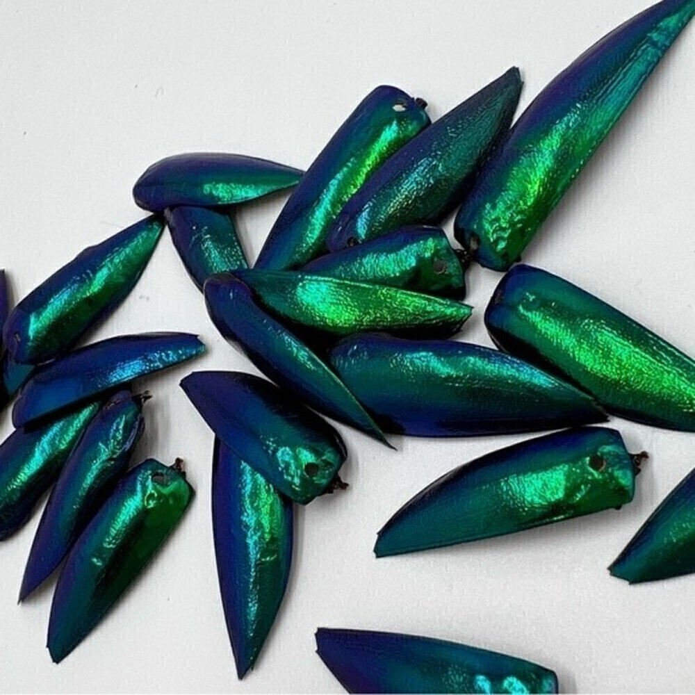 Jewel beetle wings drilled for jewelry making - Picture 8 of 8